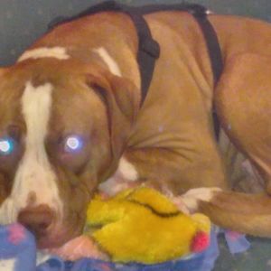 Meet your Posher, Joyce